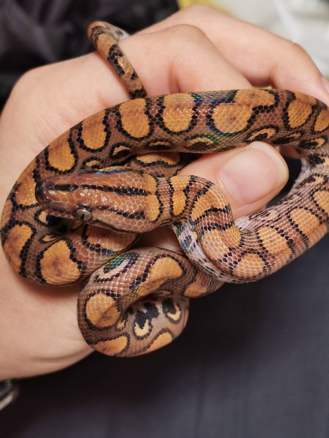 f:id:mayoichu:20230122195911j:image