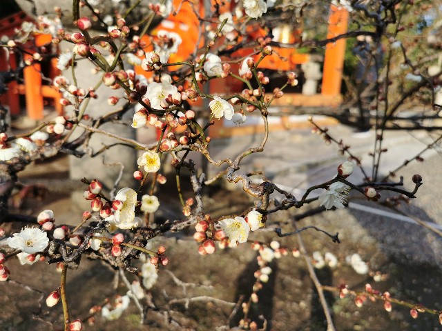 f:id:mayoichu:20230212175841j:image