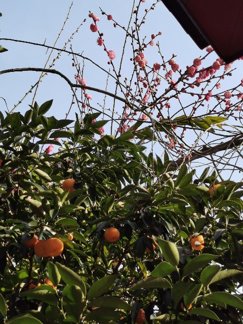 f:id:mayoichu:20230212175914j:image