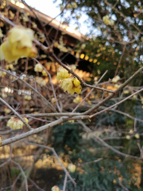 f:id:mayoichu:20230212175926j:image