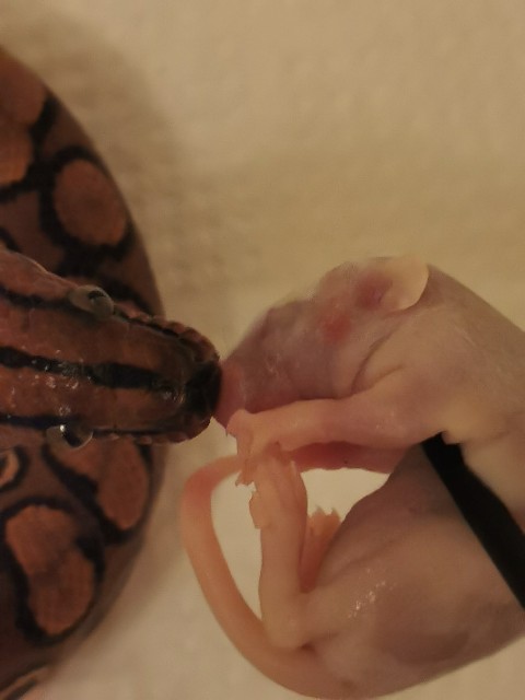 f:id:mayoichu:20230226230245j:image