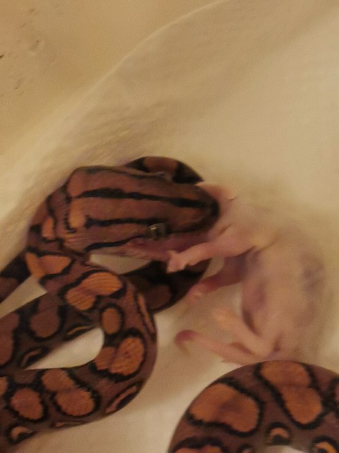 f:id:mayoichu:20230226230313j:image