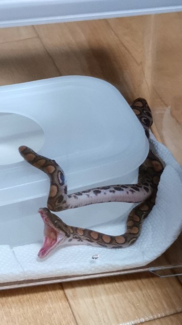 f:id:mayoichu:20230226230547j:image