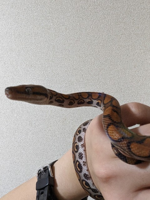 f:id:mayoichu:20231224234033j:image