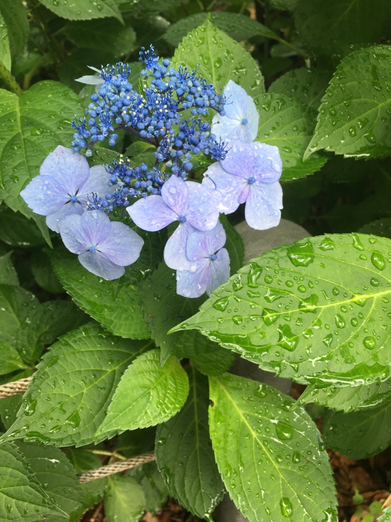 f:id:mayonezu2015:20160614233231j:plain