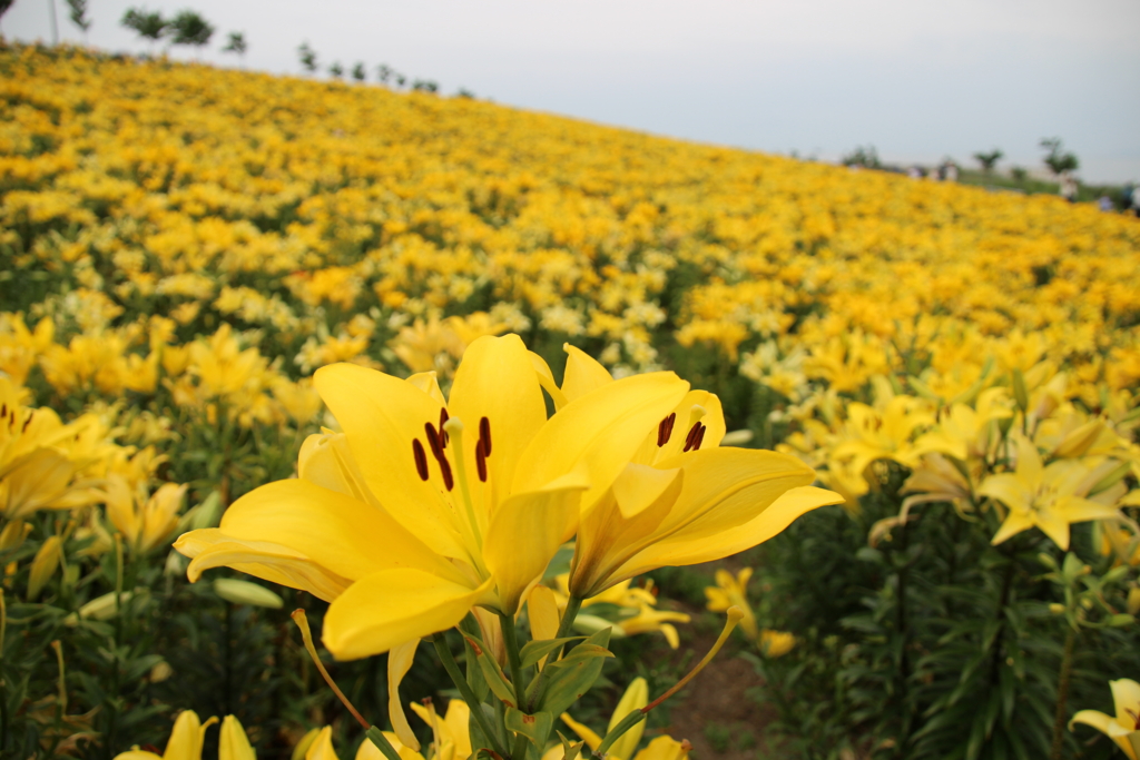 f:id:mayonezu2015:20160614233405j:plain