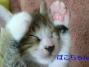 里親さん募集