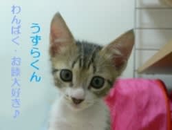 里親さん募集