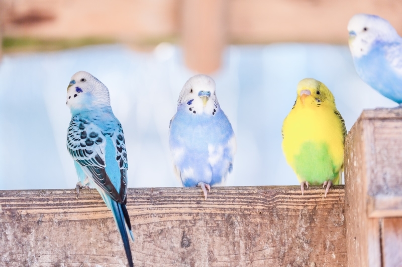 インコドリルがやってきたよ Someday I Want To Be A Bird