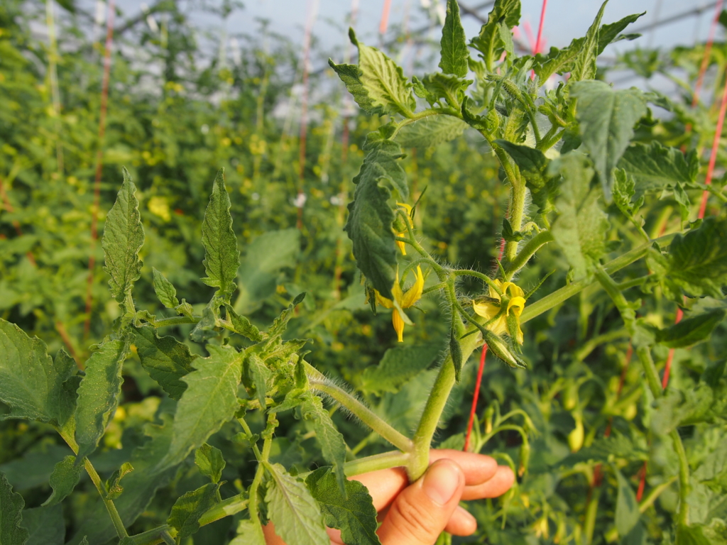 f:id:mayu-dance-or:20161213094625j:plain f:id:mayu-dance-or:20161213094625j:plain