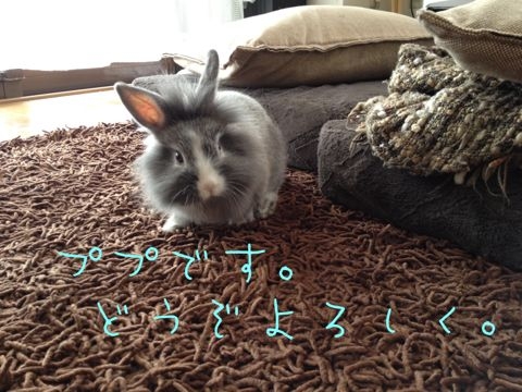 f:id:mayu10b:20120426131239j:image