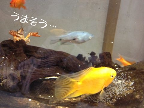 f:id:mayu10b:20120601135613j:image