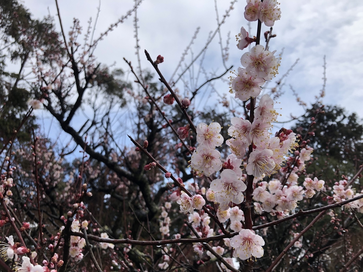 f:id:mayu_hatoco:20190411155912j:plain f:id:mayu_hatoco:20190411155912j:plain