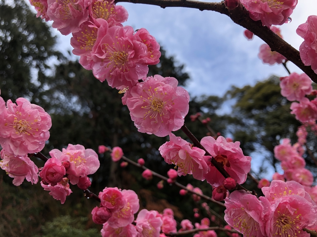 f:id:mayu_hatoco:20190411160027j:plain f:id:mayu_hatoco:20190411160027j:plain