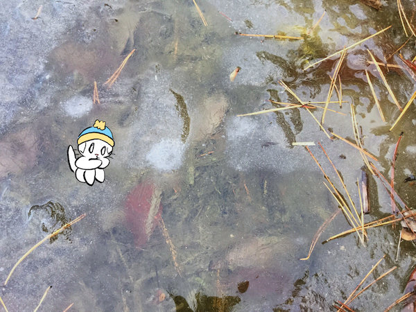 f:id:mayuchandesu:20180205014647j:plain