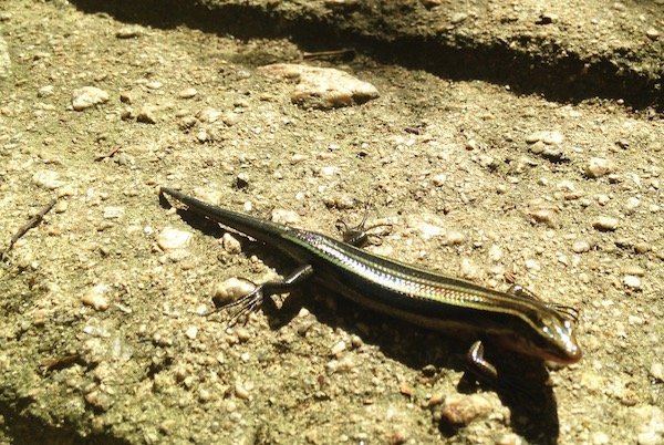 f:id:mayuchandesu:20180813170826j:plain