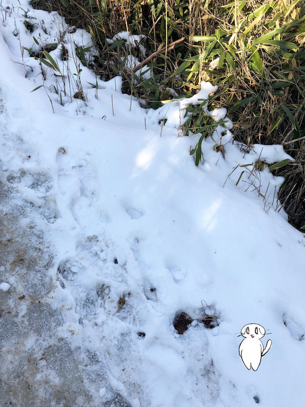 f:id:mayuchandesu:20190311173217j:plain f:id:mayuchandesu:20190311173217j:plain