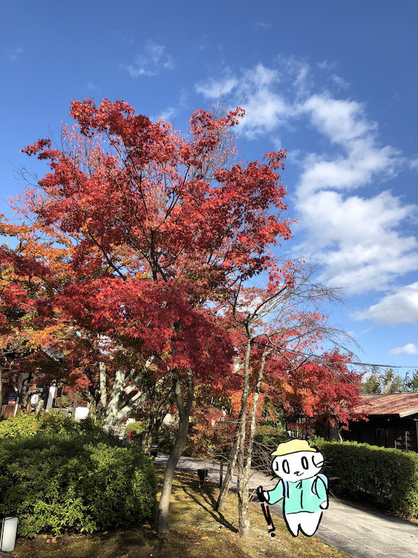 f:id:mayuchandesu:20191121230448j:plain