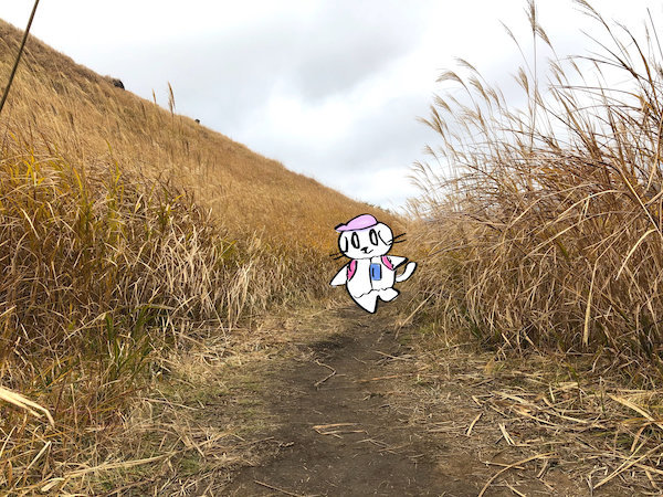 f:id:mayuchandesu:20191125123753j:plain