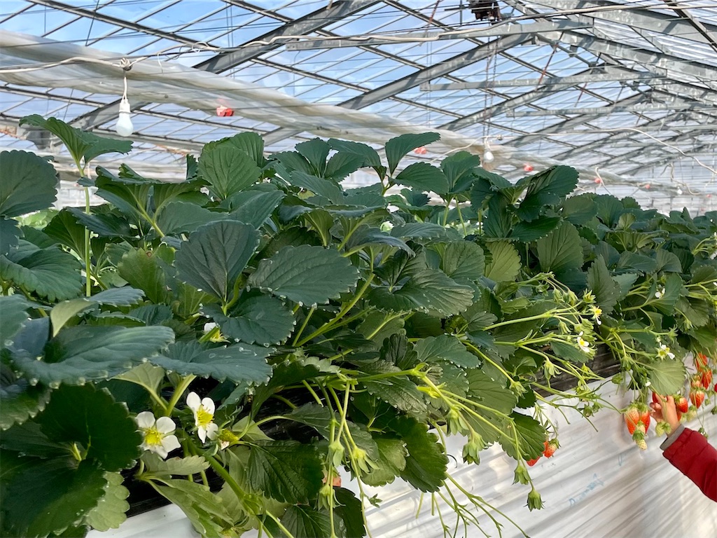 f:id:mayuges:20240206005822j:image