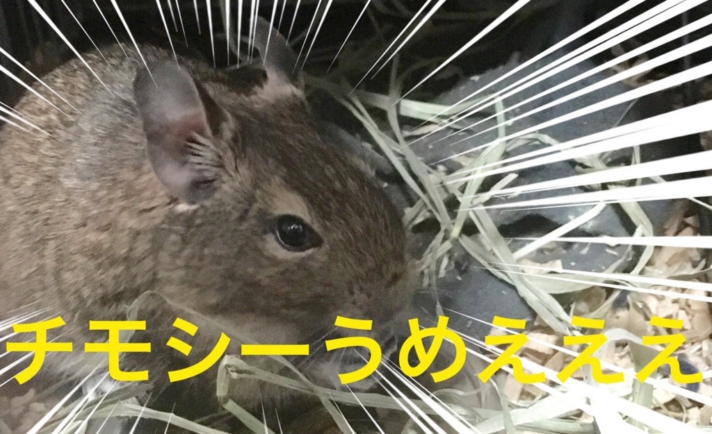 小動物とお金 デグー飼育にいくらかかったのか まゆみ先生
