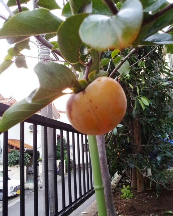 f:id:mayuponn0720:20131028184927j:image