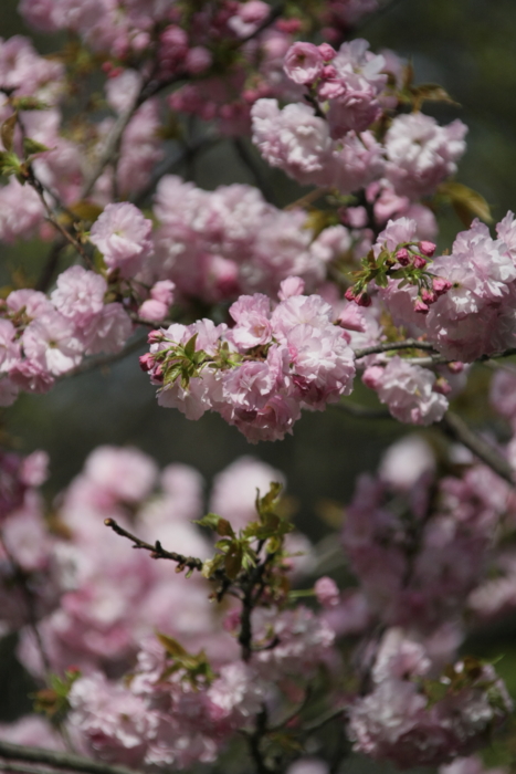 f:id:mayuponn0720:20140412141131j:image f:id:mayuponn0720:20140412141131j:image