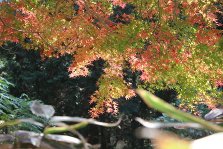 f:id:mayuppe:20101121123414j:image