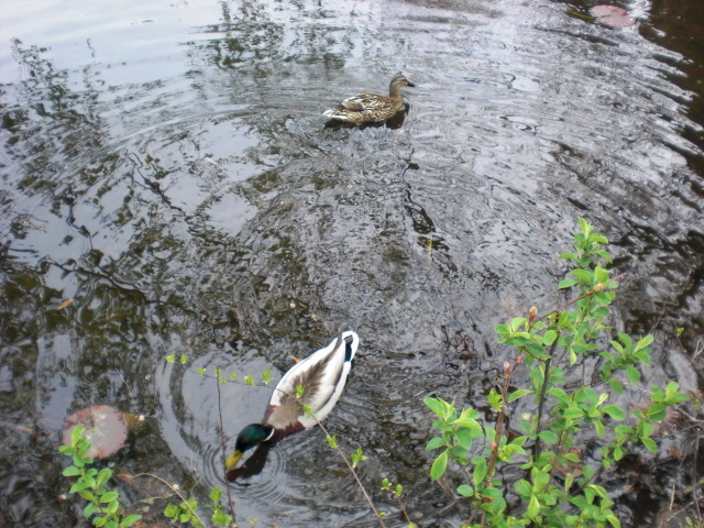 f:id:mayurin2018:20180327105456j:plain