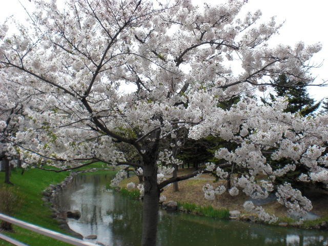 f:id:mayurin2018:20180327110512j:plain