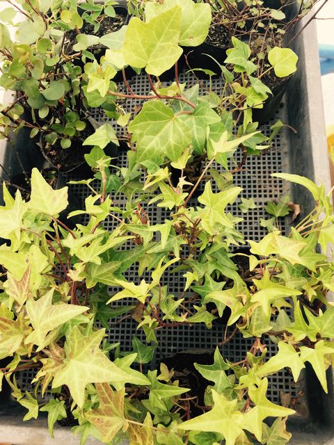 f:id:mayurin2018:20180405235223j:plain