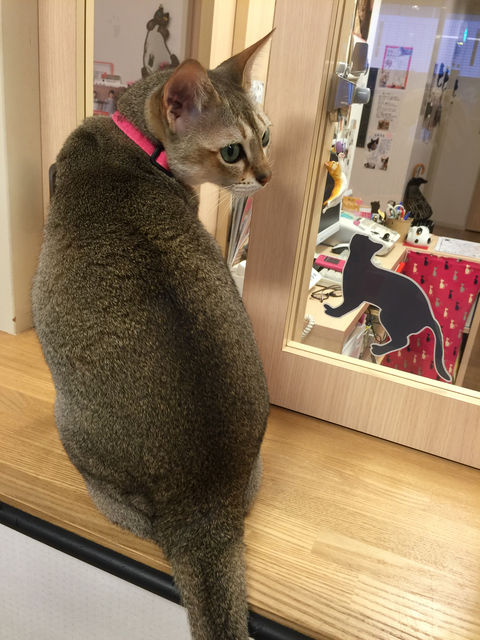 広島県広島市中区にある 猫カフェ バロン は年6月25日をもって閉店 まゆまゆぱーてぃー