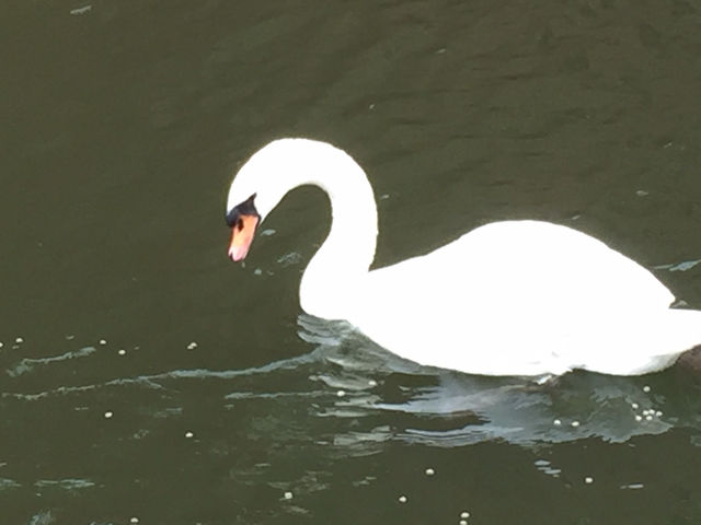 f:id:mayurin2018:20180602114725j:plain