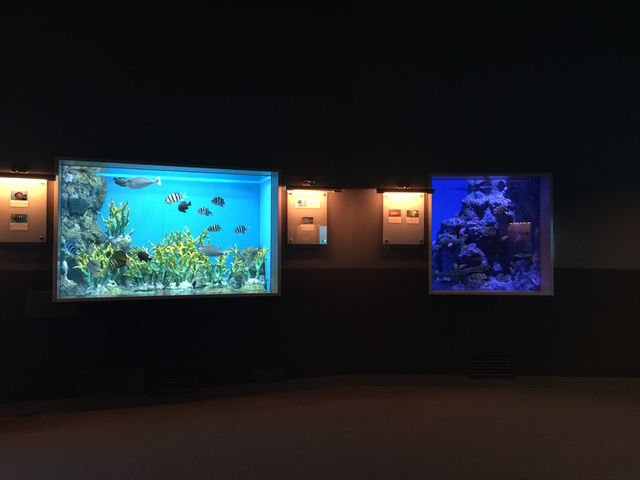 f:id:mayurin2018:20180602114947j:plain