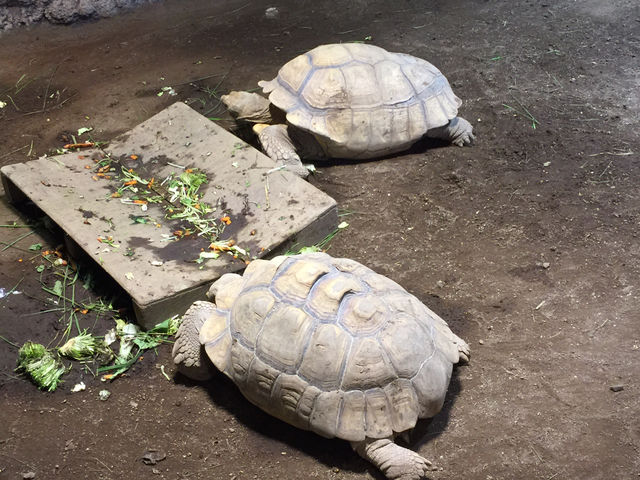 f:id:mayurin2018:20180602115436j:plain