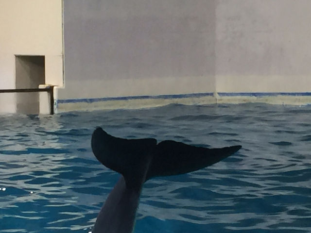 f:id:mayurin2018:20180602120945j:plain