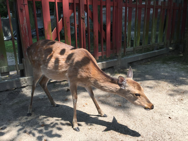 f:id:mayurin2018:20180611214156j:plain f:id:mayurin2018:20180611214156j:plain