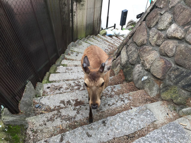 f:id:mayurin2018:20180611214208j:plain f:id:mayurin2018:20180611214208j:plain