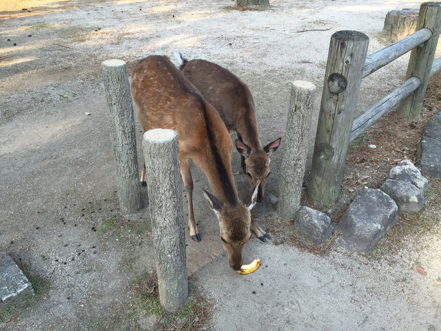 f:id:mayurin2018:20180611214218j:plain f:id:mayurin2018:20180611214218j:plain