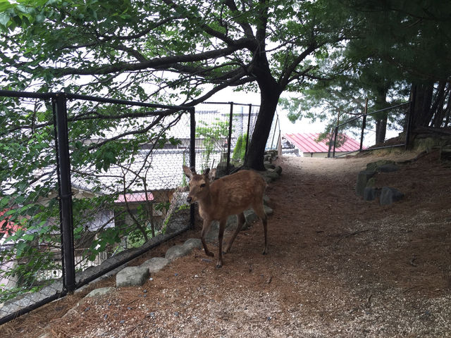 f:id:mayurin2018:20180611214241j:plain f:id:mayurin2018:20180611214241j:plain