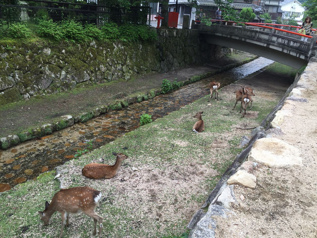 f:id:mayurin2018:20180611214252j:plain f:id:mayurin2018:20180611214252j:plain