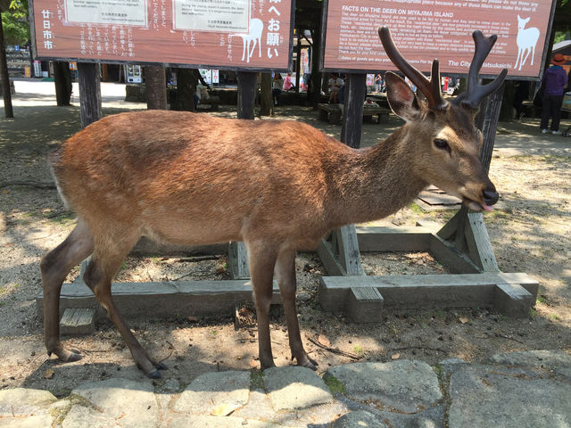 f:id:mayurin2018:20180611214303j:plain f:id:mayurin2018:20180611214303j:plain