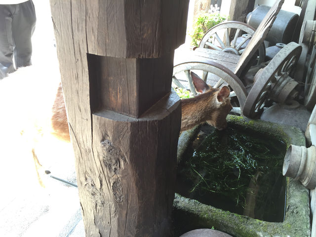 f:id:mayurin2018:20180611214312j:plain f:id:mayurin2018:20180611214312j:plain