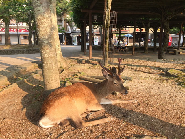 f:id:mayurin2018:20180611214324j:plain f:id:mayurin2018:20180611214324j:plain