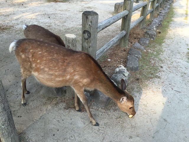 f:id:mayurin2018:20180611214333j:plain f:id:mayurin2018:20180611214333j:plain