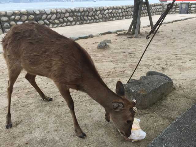 f:id:mayurin2018:20180612092408j:plain f:id:mayurin2018:20180612092408j:plain