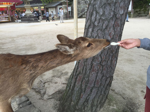 f:id:mayurin2018:20180612092532j:plain f:id:mayurin2018:20180612092532j:plain