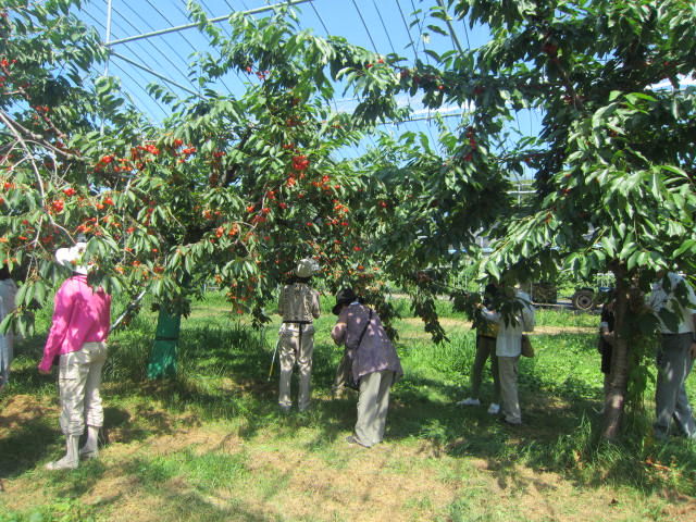 f:id:mayurin2018:20180723200418j:plain