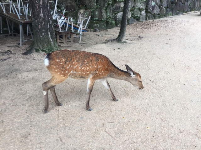 f:id:mayurin2018:20180921201248j:plain f:id:mayurin2018:20180921201248j:plain