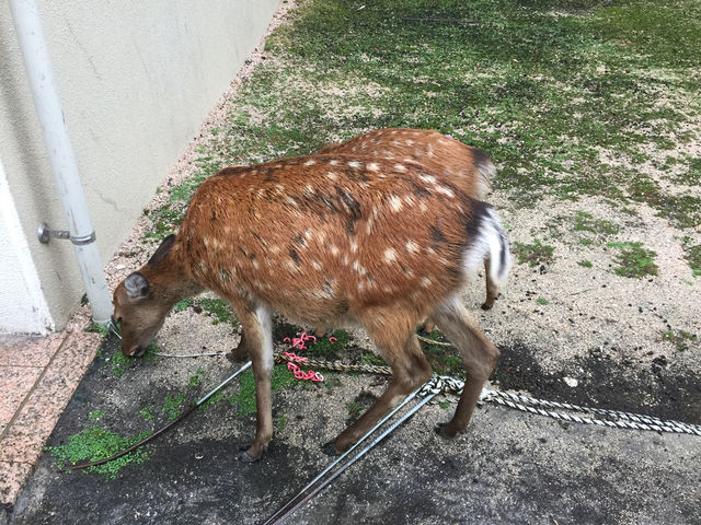 f:id:mayurin2018:20180921201259j:plain f:id:mayurin2018:20180921201259j:plain